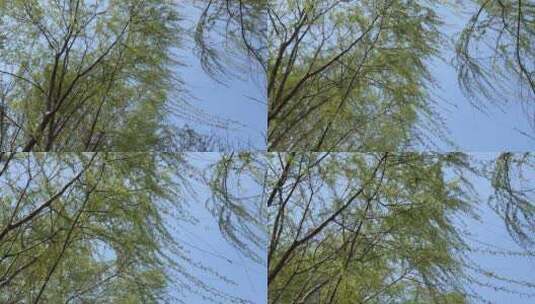 春天发芽的柳树高清在线视频素材下载