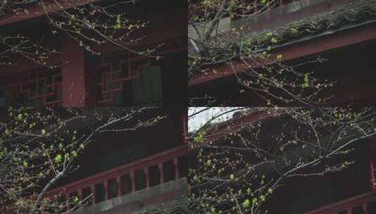 下雨天寺庙飞檐前的树枝高清在线视频素材下载