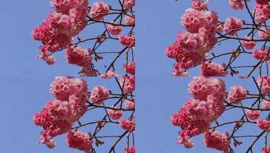 春天盛开的樱花景观高清在线视频素材下载