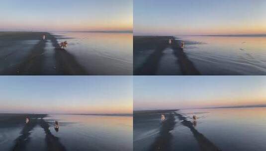 狗日落时在海滩奔跑高清在线视频素材下载