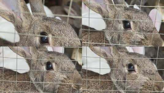 笼子里的小兔子高清在线视频素材下载
