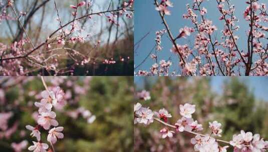 春天桃花盛开特写高清在线视频素材下载