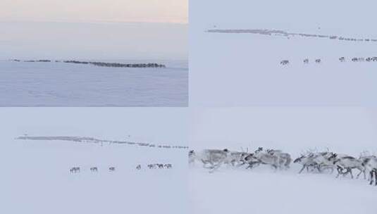北极驯鹿成群结队迁徙高清在线视频素材下载