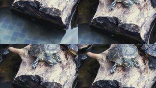 水池中的水龟高清在线视频素材下载