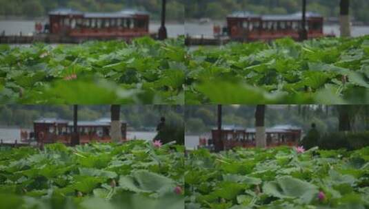 济南大明湖风景名胜区夏季风光高清在线视频素材下载