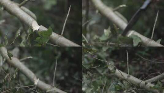 五指山砍树慢镜头视频高清在线视频素材下载
