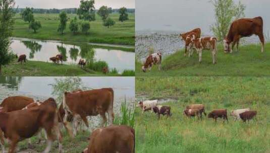 奶牛黄牛放牛牧牛湿地草场草原高清在线视频素材下载