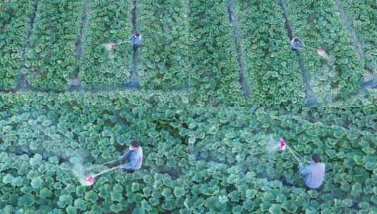农民在西葫芦田中打农药高清在线视频素材下载