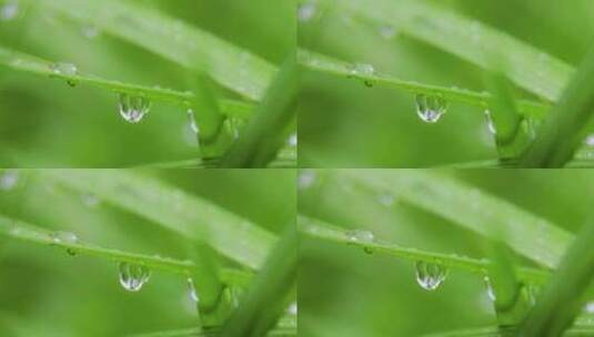 叶子上的露珠水珠雨珠特写高清在线视频素材下载