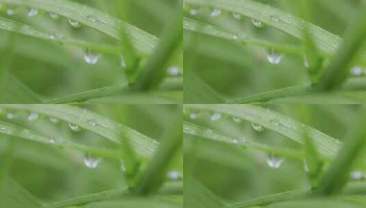 绿植叶子上的露珠水珠雨珠特写高清在线视频素材下载