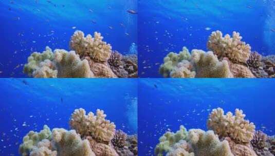 海底海珊瑚鱼群高清在线视频素材下载