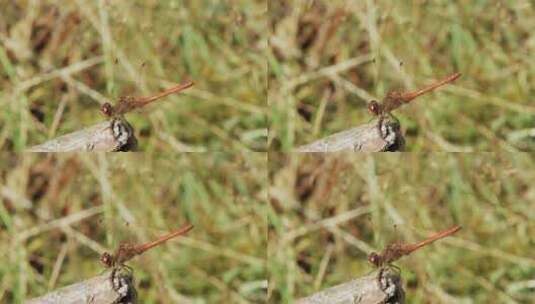一只红蜻蜓降落在树枝上的特写镜头。高清在线视频素材下载