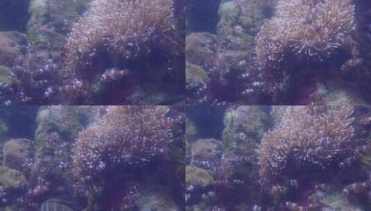 海底世界 珊瑚 鱼高清在线视频素材下载
