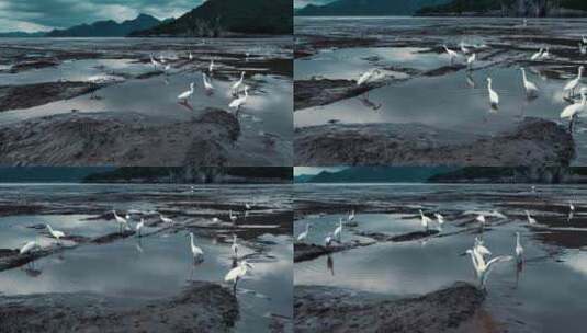 滩涂白鹭觅食空镜高清在线视频素材下载