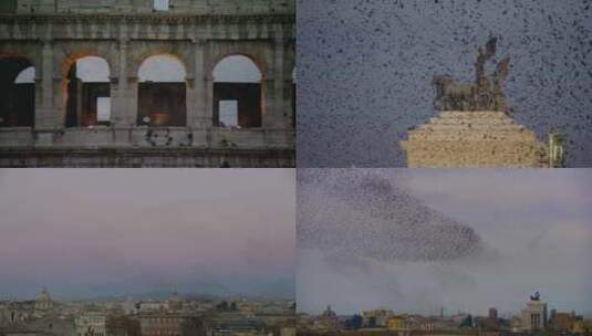 意大利罗马斗兽场上空鸟群成灾高清在线视频素材下载
