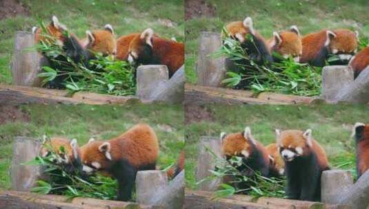 小熊猫吃竹子高清在线视频素材下载