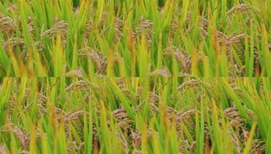 秋天丰收待收割的金色水稻高清在线视频素材下载