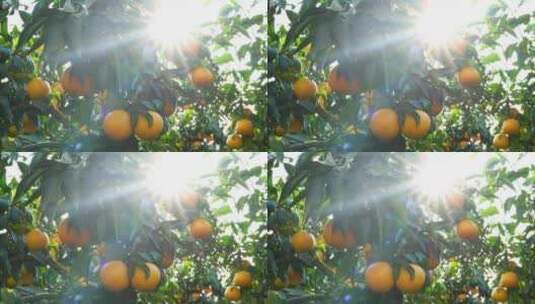太阳光照射下耀水果冻橙子特写丰收种植橘园高清在线视频素材下载