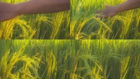 用手触摸抚摸水稻穗稻花大米高清在线视频素材下载