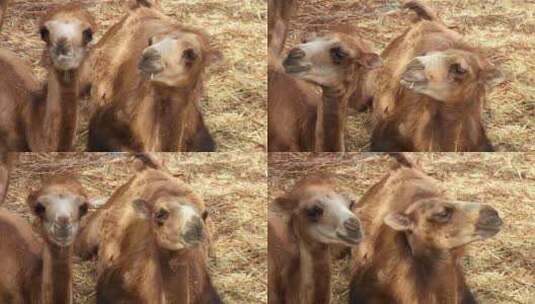 新疆吐鲁番两只可爱的小骆驼高清在线视频素材下载