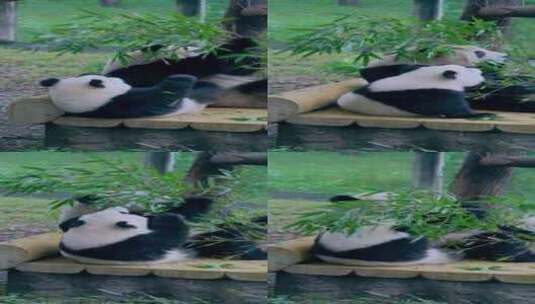 竖屏大熊猫高清在线视频素材下载
