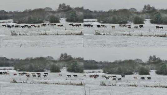 在雪地里寻找青草的牛群高清在线视频素材下载