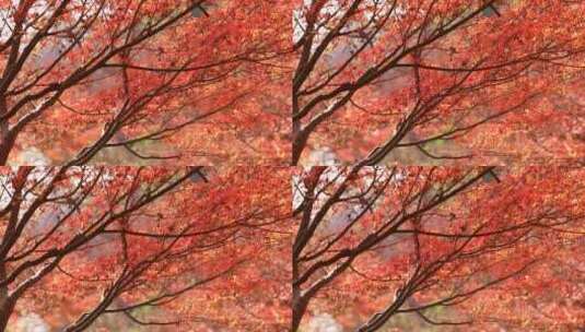 唯美秋天红色枫叶唯美红叶高清在线视频素材下载