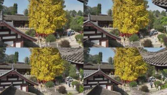 重庆天心寺银杏航拍高清在线视频素材下载