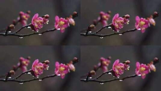 春天雨中的梅花花朵特写高清在线视频素材下载