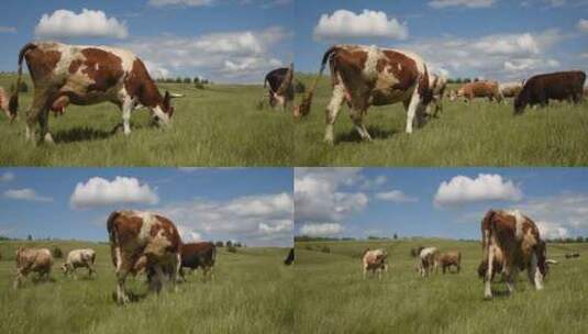 绿色牧场上吃草的奶牛高清在线视频素材下载