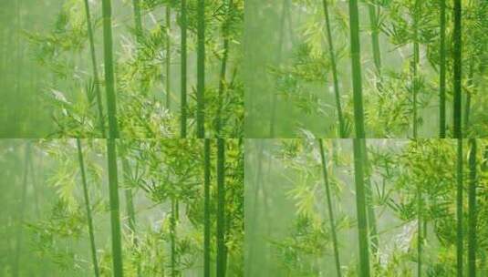 竹子竹林意境高清在线视频素材下载