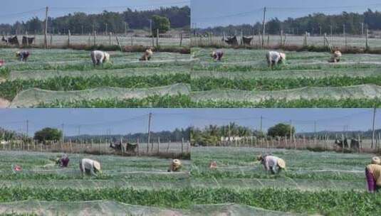 西瓜田里劳动的农民高清在线视频素材下载