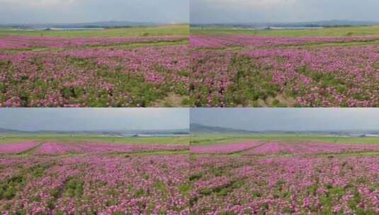 花田 花海高清在线视频素材下载