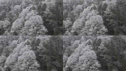 树木结冰雪淞近景高清在线视频素材下载