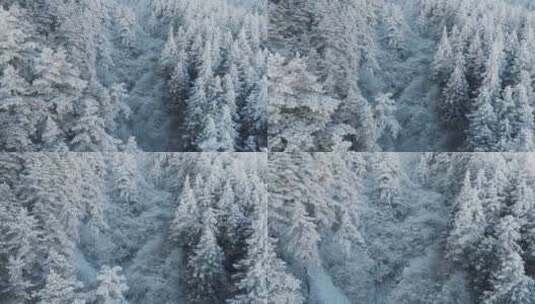 杭州临安太子尖华浪线森林雪景航拍高清在线视频素材下载