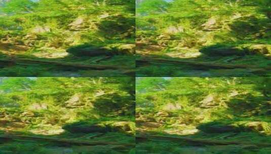 郁郁葱葱的绿色森林，充满了许多树木高清在线视频素材下载