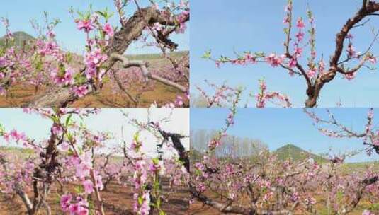 桃花飘 桃花盛开 桃园 桃林 春暖花开高清在线视频素材下载