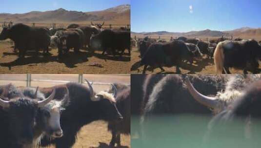 牦牛饲养高清在线视频素材下载