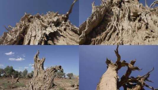 新疆枯木高清在线视频素材下载