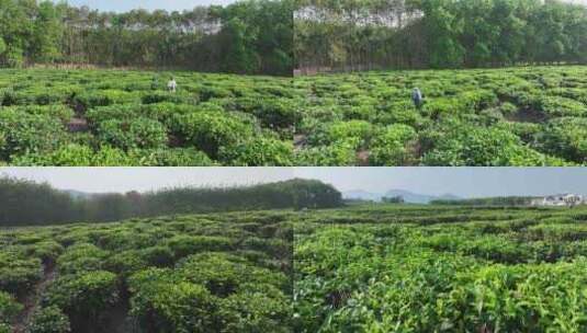 海南春茶花园航拍高清在线视频素材下载