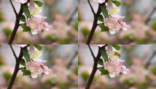 春天生长开放的海棠花和授粉采蜜的蜜蜂高清在线视频素材下载