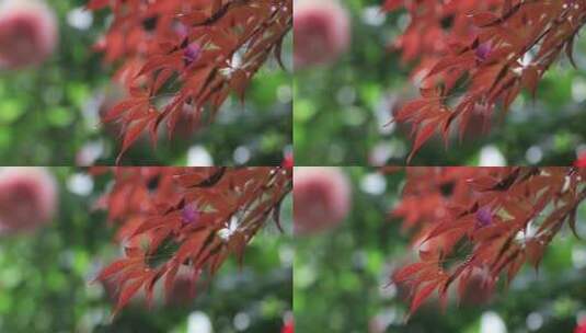 雨天美丽的枫叶摇曳特写高清在线视频素材下载