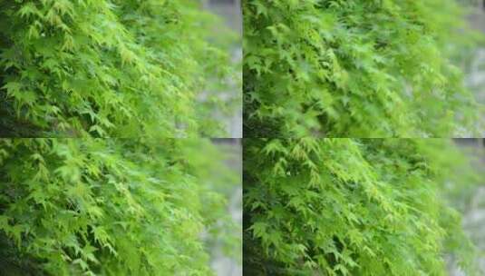 随风舞动的绿色枫树叶高清在线视频素材下载