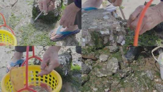 农民海边挖海蛎高清在线视频素材下载