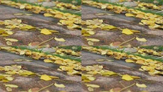 雨后落叶实拍高清在线视频素材下载