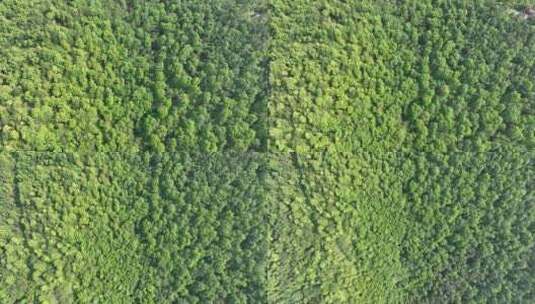 俯拍森林俯拍树林俯视山峰树木绿色生态环境高清在线视频素材下载