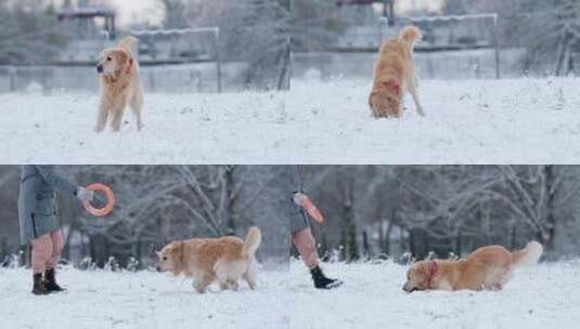 美丽的金毛猎犬玩玩具，在雪地里奔跑高清在线视频素材下载