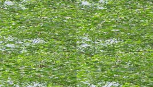 夏季风吹树叶杨树高清在线视频素材下载