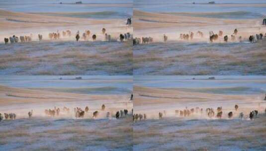 航拍内蒙古草原牛马骆驼羊群高清在线视频素材下载
