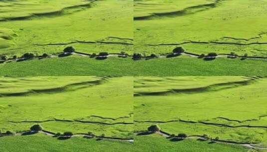 4K新疆那拉提草原唯美牛羊航拍高清在线视频素材下载